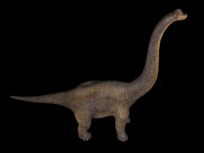 Brachiosaurus dinosaur Low-poly 3D model 5
