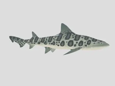  Fish Collection 06 Low-poly 3D model