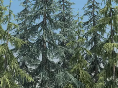  10 Atlas Cedar Trees with snow 