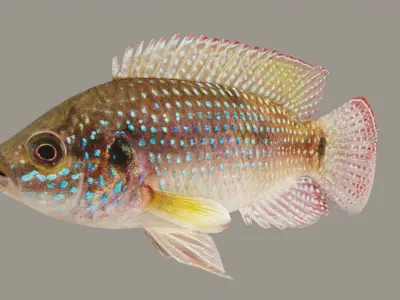 Hemichromis bimaculatus fish Low-poly 3D model