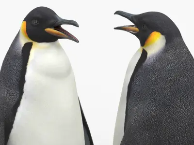  Antarctic Penguin Male Adult Fur 