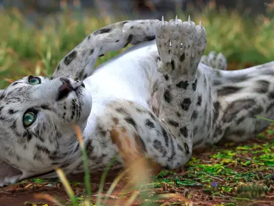 Snow Leopard Cub in Lying Playful Pose 3D model