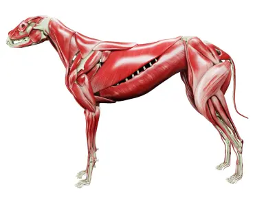  Dog Anatomy with internal organs 4k textures 