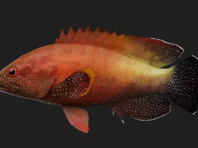 Yellowfinhin Low-poly 3D model