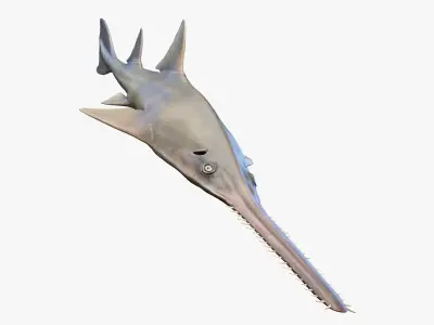 Sawfish Anmated 3D model