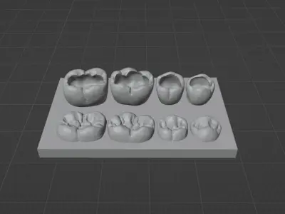 Dental training model of lower teeth 3D model