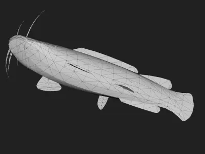 Catfish Low-poly 3D model 3
