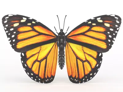 Butterfly 3D model 8