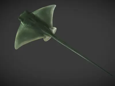 Ray 01 Low-poly 3D model
