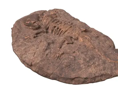 Fossil Low-poly 3D model