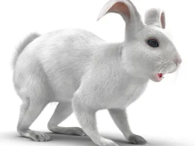 White Rabbit Rigged 3D model