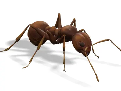 Animated Ant World Rigged Low-poly 3D model