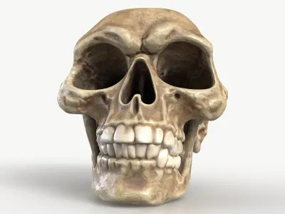 Funny Skull 1 3D model