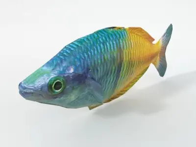 Rainbow Fish Low-poly 3D model