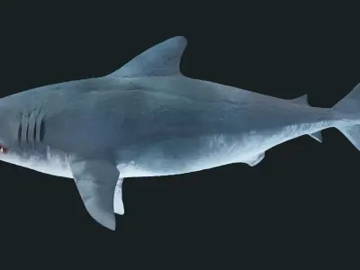 Shark  Low-poly 3D model