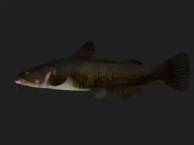 Catfish Low-poly 3D model 9