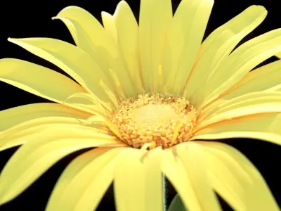 Mountain Arnica flower 3D model