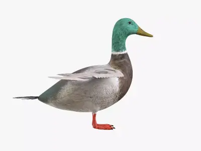 Duck bird rigged 3d model Low-poly 3D model