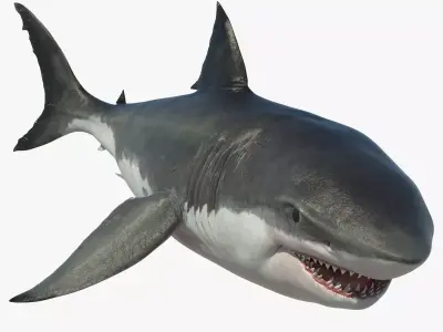 Great Shark White Rigged 3D model