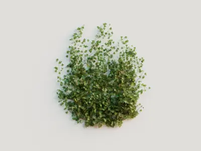 Ivy Collection 3D model