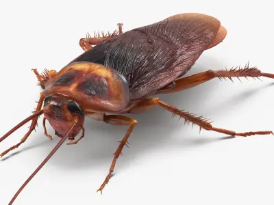 Cockroach Rigged for Cinema 4D 3D model