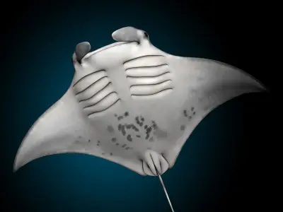 Manta Ray 3D model shop