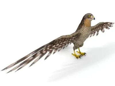 Hawk Bird Low-poly 3D model