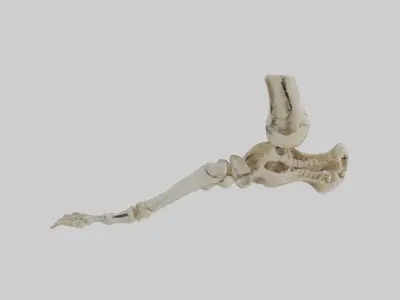 Foot skeleton Low-poly 3D model