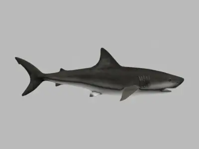 SHARK LOW PLOY 3D model