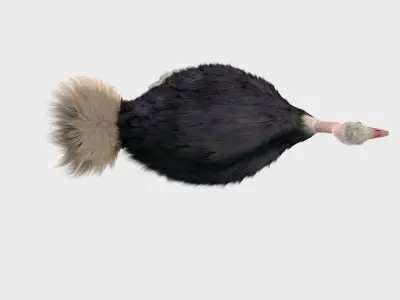 Ostrich 3D model order