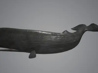 Sperm Whale Low-poly 3D model