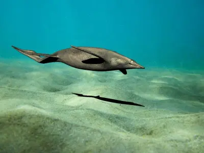 shastasaurus dolphin swimming in ocean 3D model