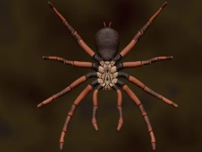 Spider 3d Model Low-poly 3D model