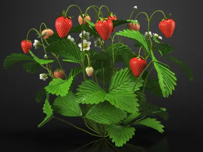 Strawberry Plant with Ripe and Green Fruits 3D model