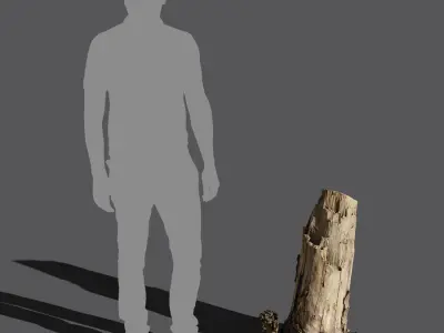  Medium Cut Bare Deciduous Stump Model  purchase