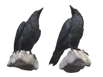 Raven 3D model purchase