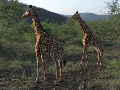 African Giraffe Fur Rigged 3D model