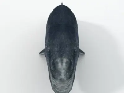 Cachalot whale Low-poly 3D model