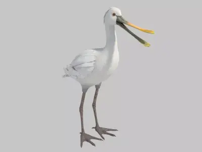spoonbill stork with beak 3D model