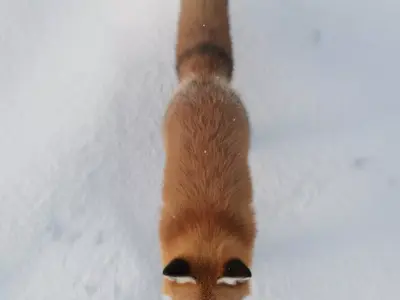 A Red Fox 3D model