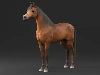 Arabian Horse Brown Fur Rigged  purchase 3D model