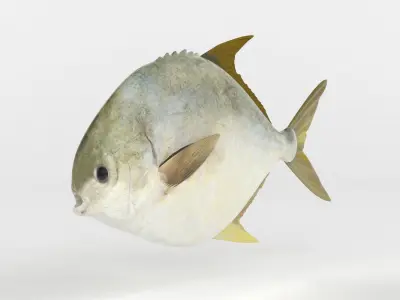 Pompano fish 3D model