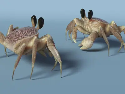  Ghost Crab Crustacean Moving Pose Pink Beige 