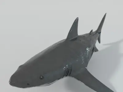 Great White Shark Low-poly 3D model 5