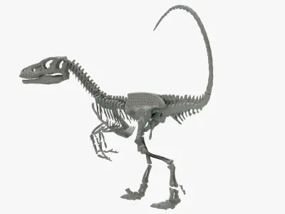 Velociraptor Rigged Skeleton Low-poly 3D model