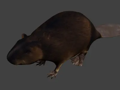 Beaver Low-poly 3D model