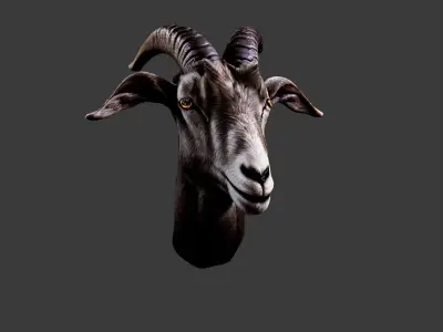 Deer Animal Head Low-poly 3D model 4