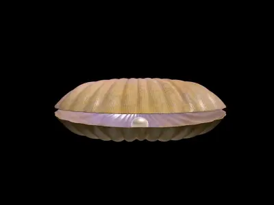 Oyster 3D Model shell 3D model