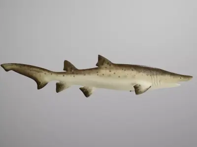 Sand Tiger Shark Low-poly 3D model