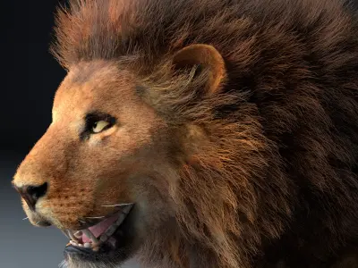 African Lion Hair Fur Rigged 3D model
